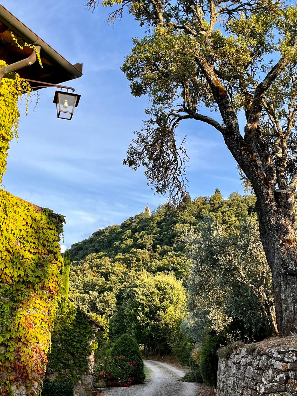 Ausblick vom Zimmer Cosy auf grüne Olivenbäume, typische Zypressen und die bewaldeten Hügel der Toskana unter blauem Himmel.