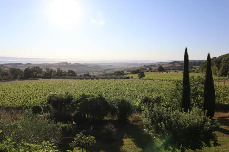 Elevated view over expansive green vineyards and rolling Tuscan hills with two distinct tall cypress trees standing on the right under a bright sunlit sky at Abbadia Wine Relais.